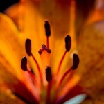 fire-lily-1447593_640