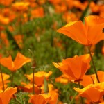 flower-1440310_640